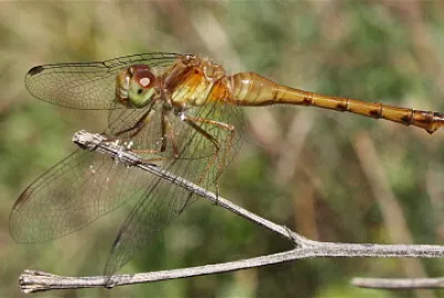 פאזל של Sympetrum vicinum