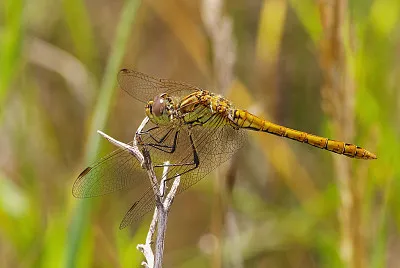 פאזל של Sympetrum vulcatum