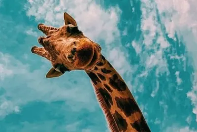Friendly giraffe jigsaw puzzle