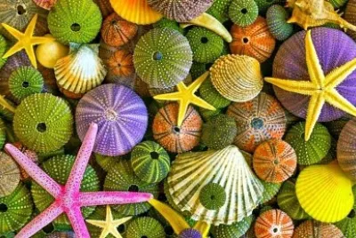 Shades of green, yellow and pink sea shells