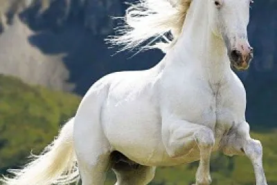 caballo blanco