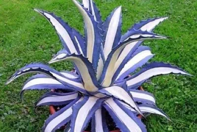 cactus azul