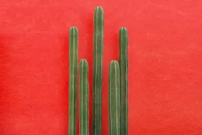 Cacti on red wall