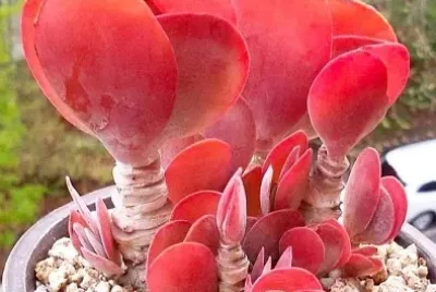 cactus langosta