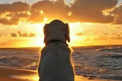 perro viendo el atardecer