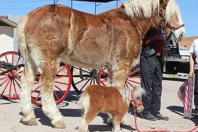 pony