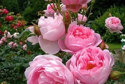 rosal