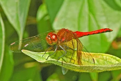 פאזל של Sympetrum semicinctum