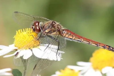 פאזל של Sympetrum frequens