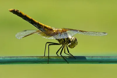 פאזל של Sympetrum occidentale