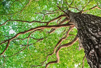 Arbol-rompecabezas jigsaw puzzle