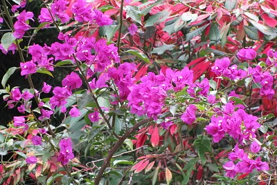 flores jigsaw puzzle