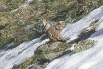 Tetragallo dell 'Himalaya