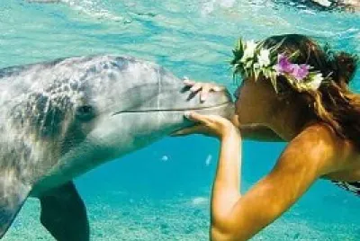 dolphin6 jigsaw puzzle