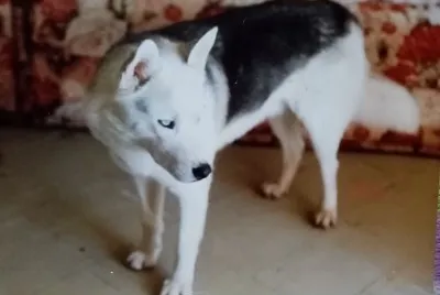 Naiback