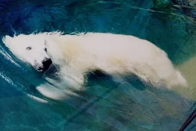 Polar