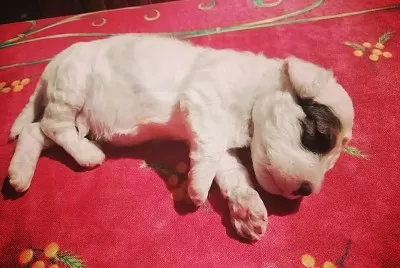 PERRITO