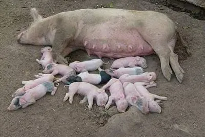 MAMA COCHINA