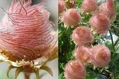 ROSA DE SARON