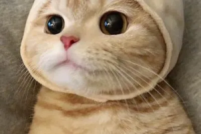 a cat cute