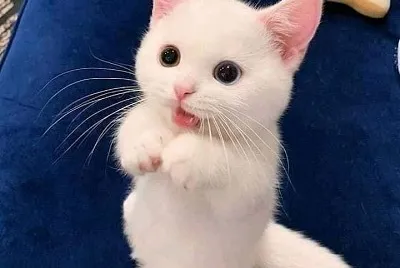 GATITO