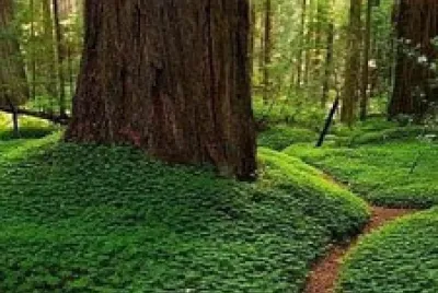 Natureza jigsaw puzzle