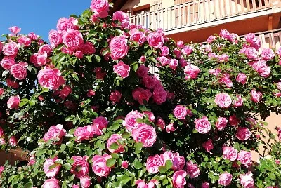 Rosiers