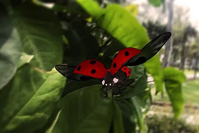 Lady Bug