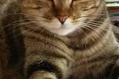 Gato tigrado