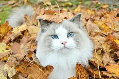 Gato nas folhas