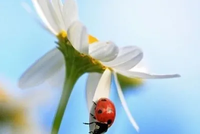 belleza