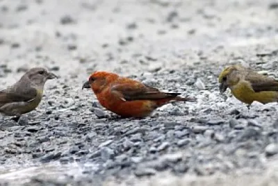 Red Crossbill, Myra Road Trail, Porters Lake, Nova