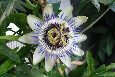Blume