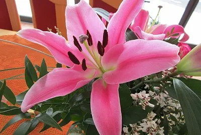 Blume