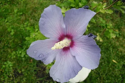 Blume