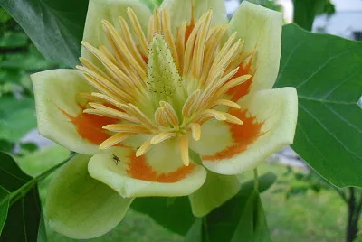Blume