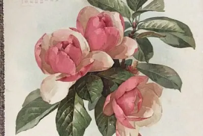flores