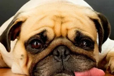 Perro jigsaw puzzle