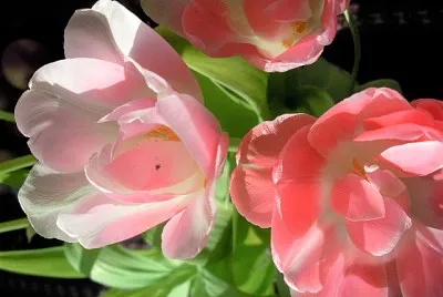 Blume