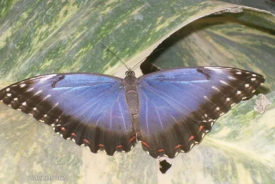 Schmetterling