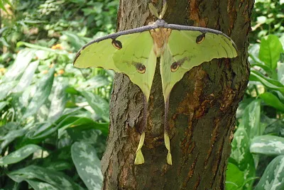 Schmetterling