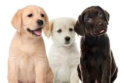 Dogs