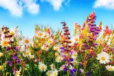 פאזל של Flowers