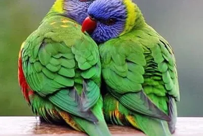 love