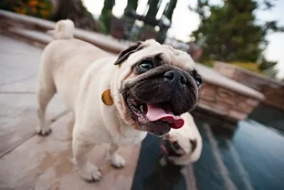 Perro pug jigsaw puzzle
