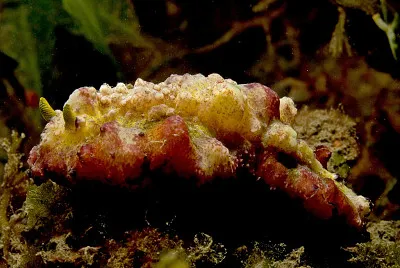 Phyllidiopis cardinalis