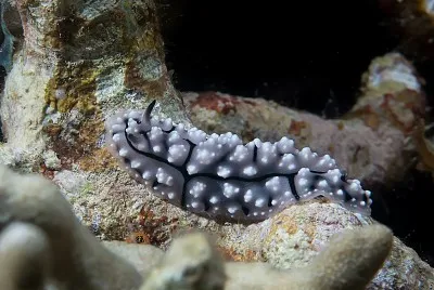 Phyllidiopsis fissurata jigsaw puzzle