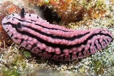 Phyllidiopsis gemmata