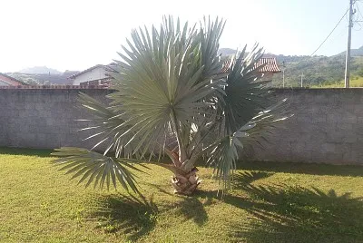 Palmeira