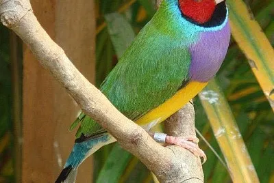 cores